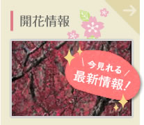 開花情報