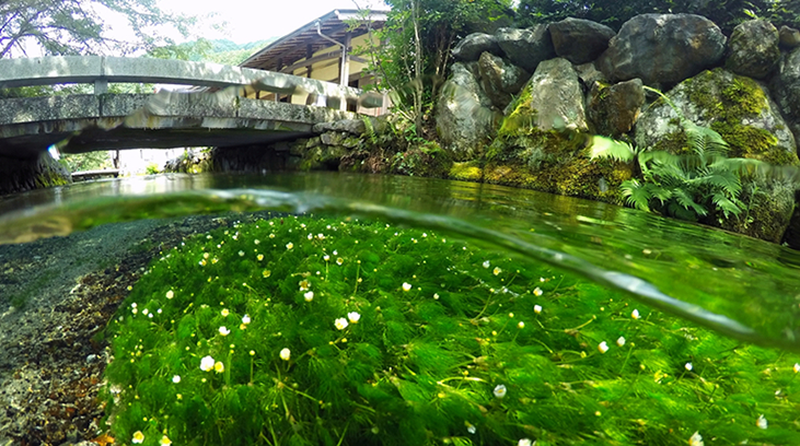 地蔵川の梅花藻（バイカモ）