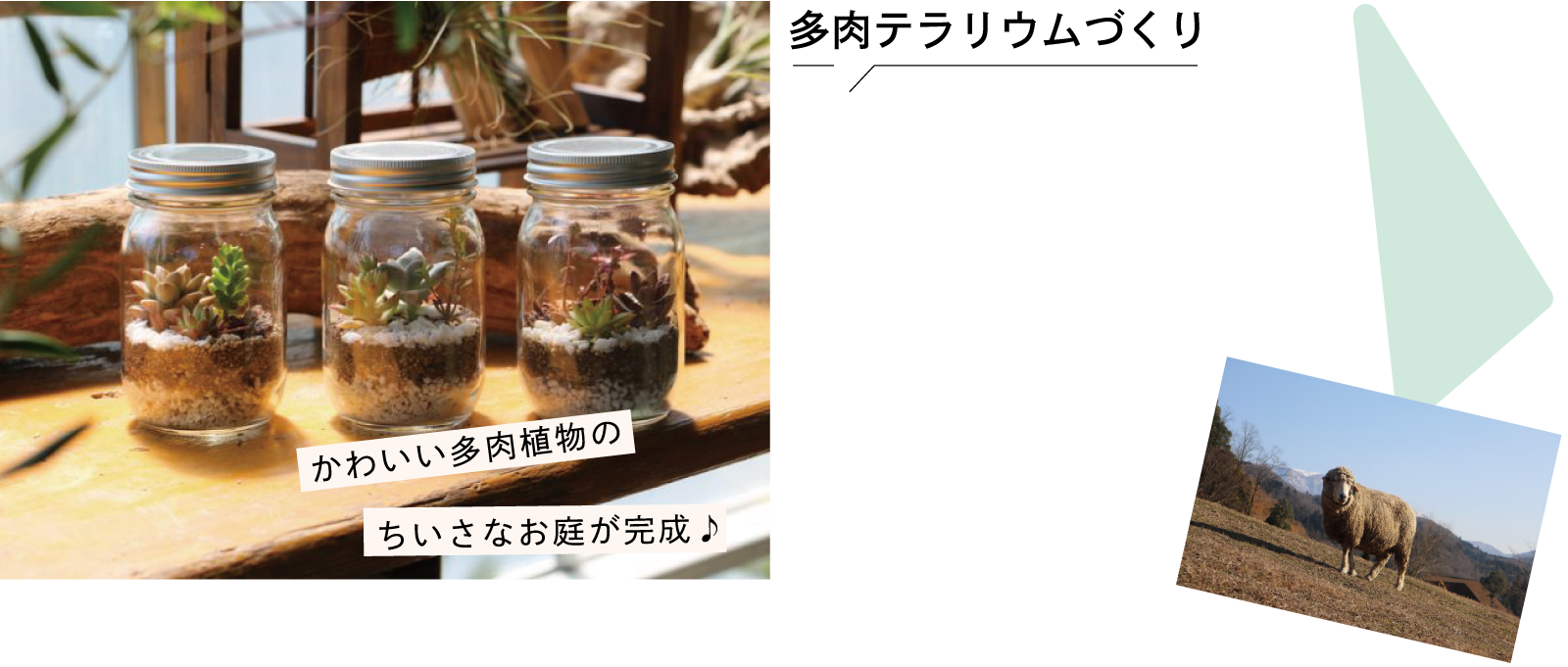 多肉テラリウムづくり