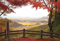 紅葉美しい近江孤篷庵と観音の里を巡る