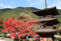 奥びわ湖の隠れ里へサイクリング湖上タクシーで行くスローな夏旅