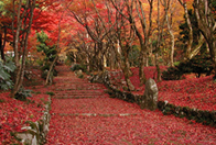 紅葉の奥びわこ、隠れた名所を満喫