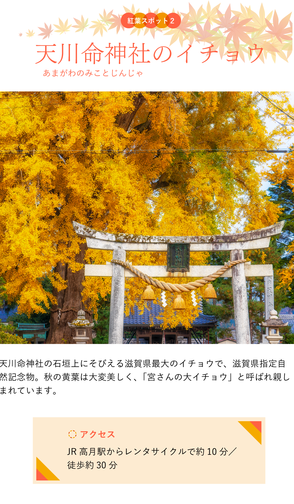 紅葉スポット 天川命神社のイチョウ