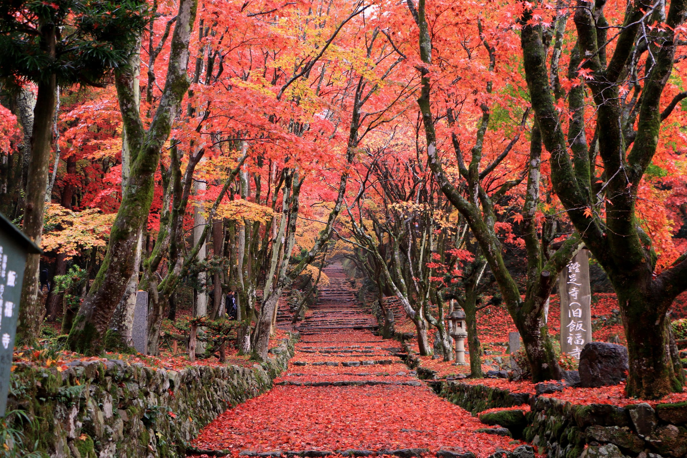 紅葉に染まる鶏足寺の参道