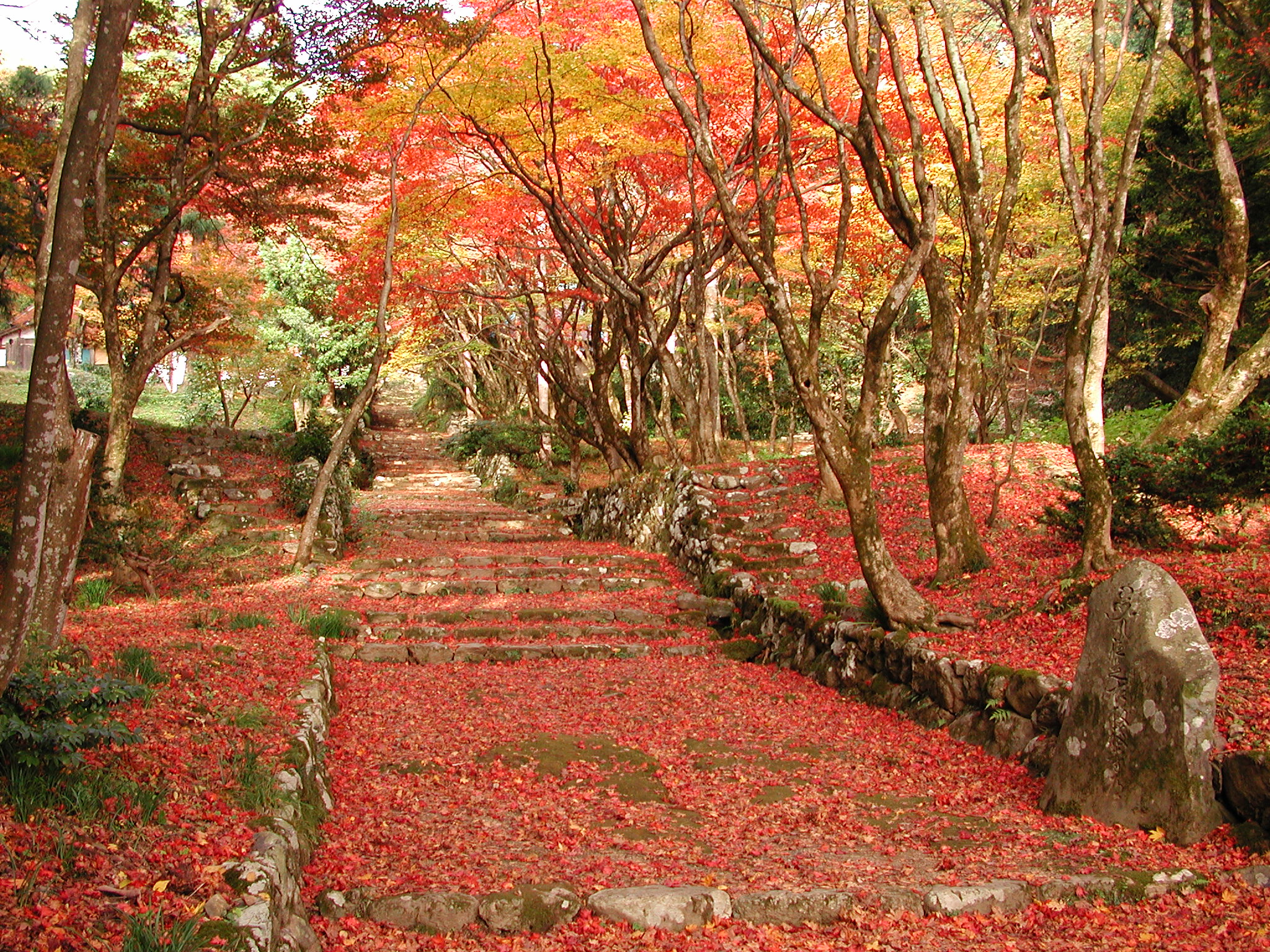 紅葉のじゅうたんが続く鶏足寺の参道