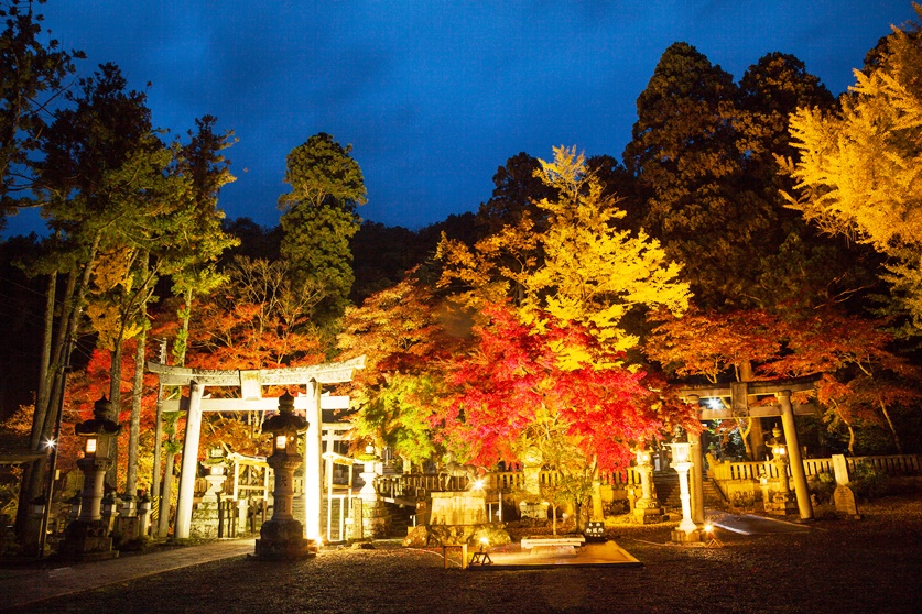 夕暮れに灯りで照らされた意冨布良神社の紅葉と鳥居