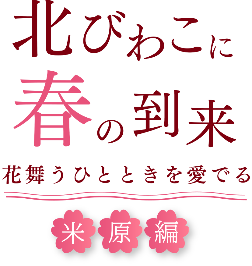 北びわこに春の到来 花舞うひとときを愛でる 米原編 PC用の大きな画像