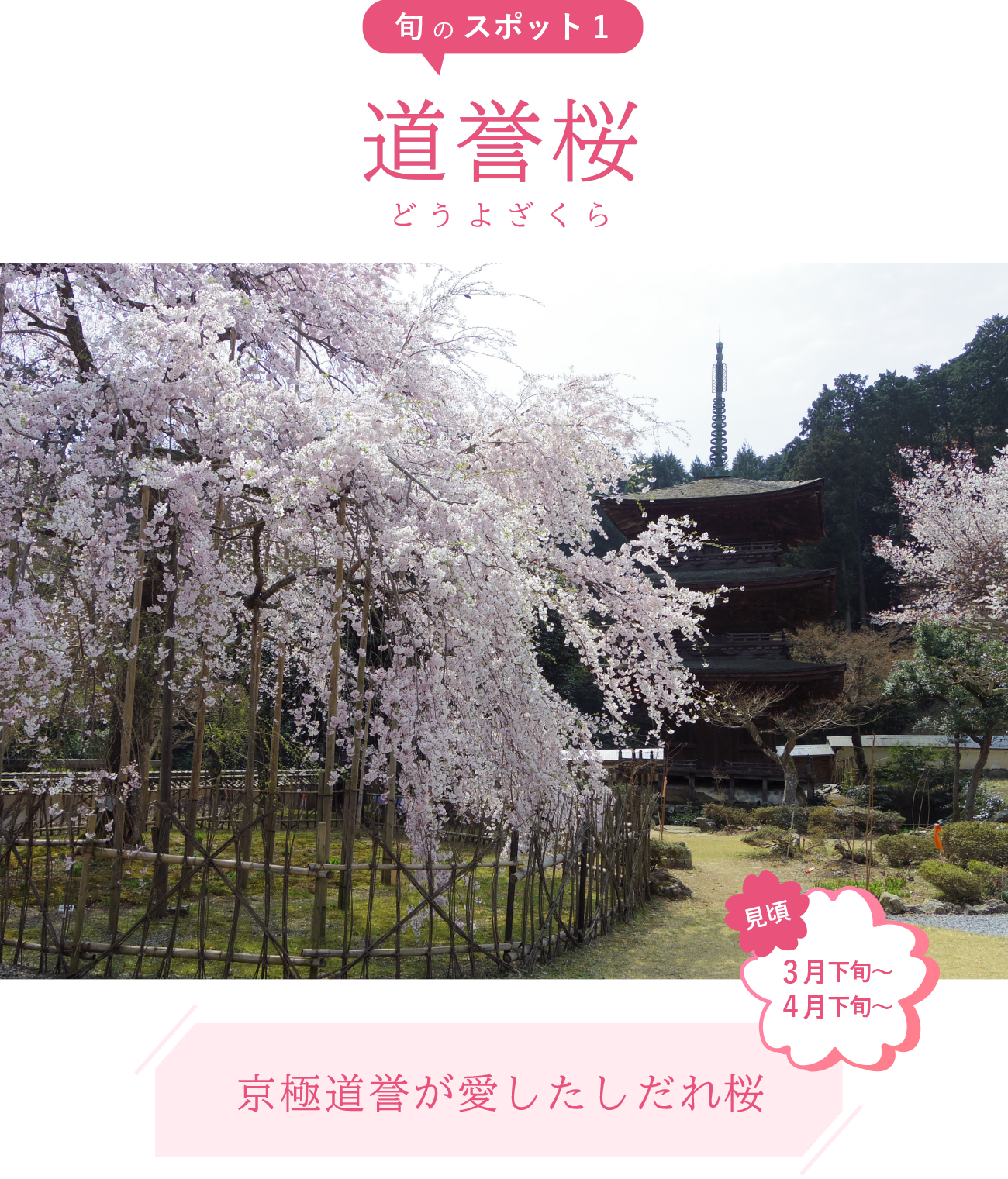 旬のスポット1 道誉桜