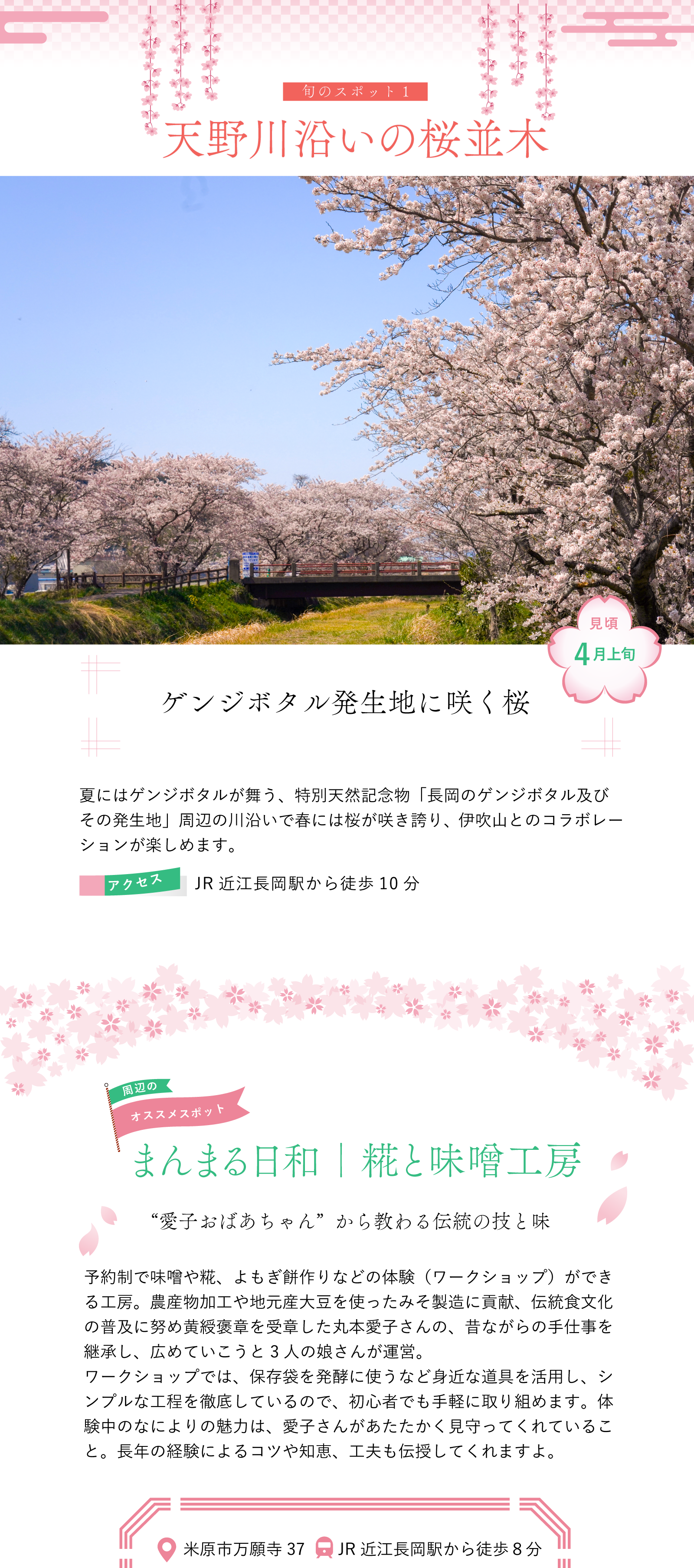 天野川沿いの桜並木