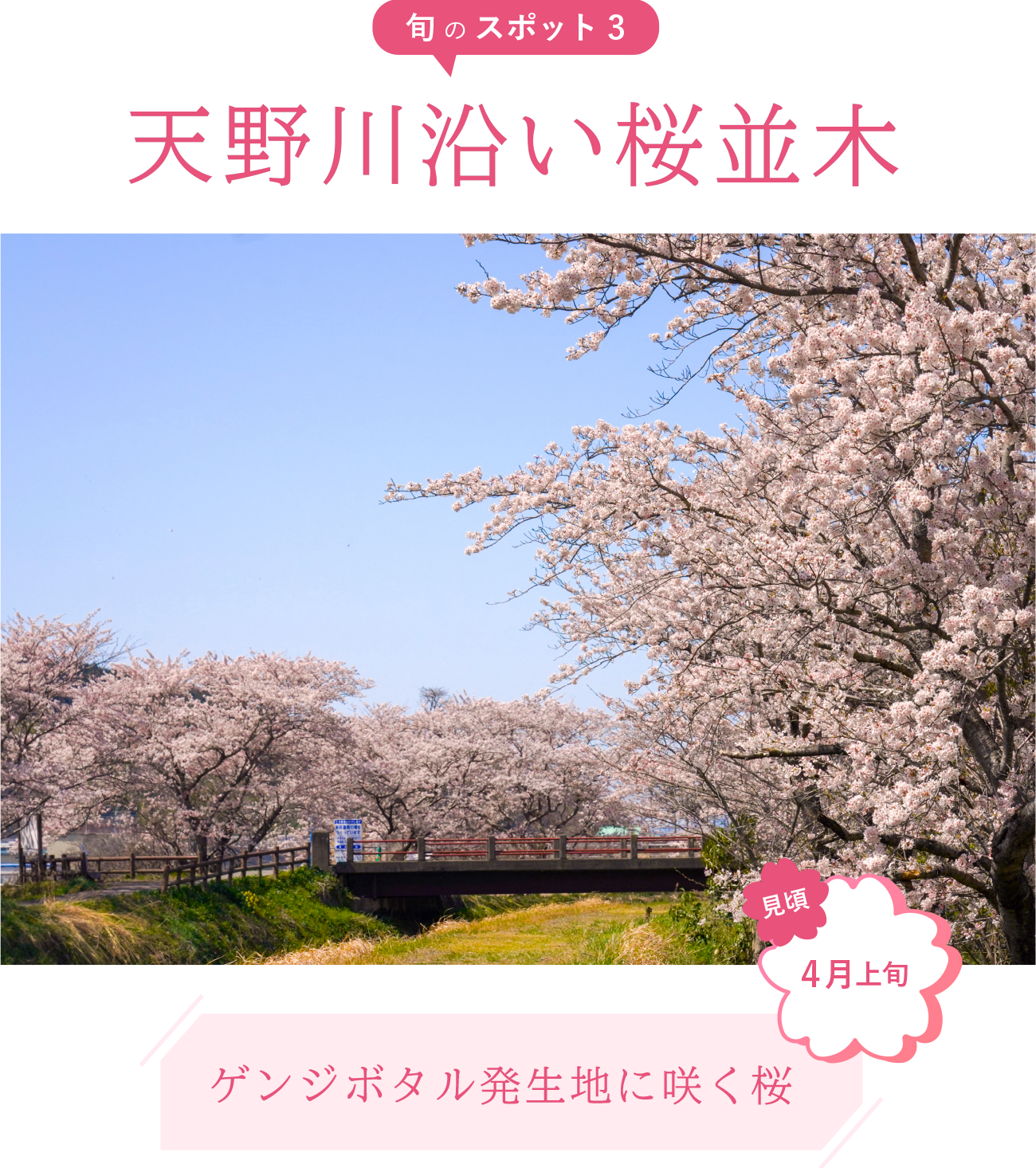 旬のスポット3 天野川沿い桜並木
