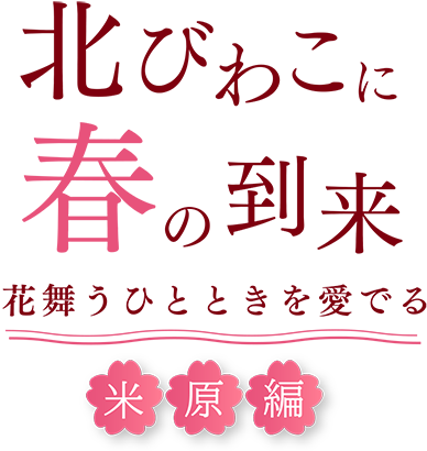 北びわこに春の到来 花舞うひとときを愛でる 米原編 SP用の小さな画像