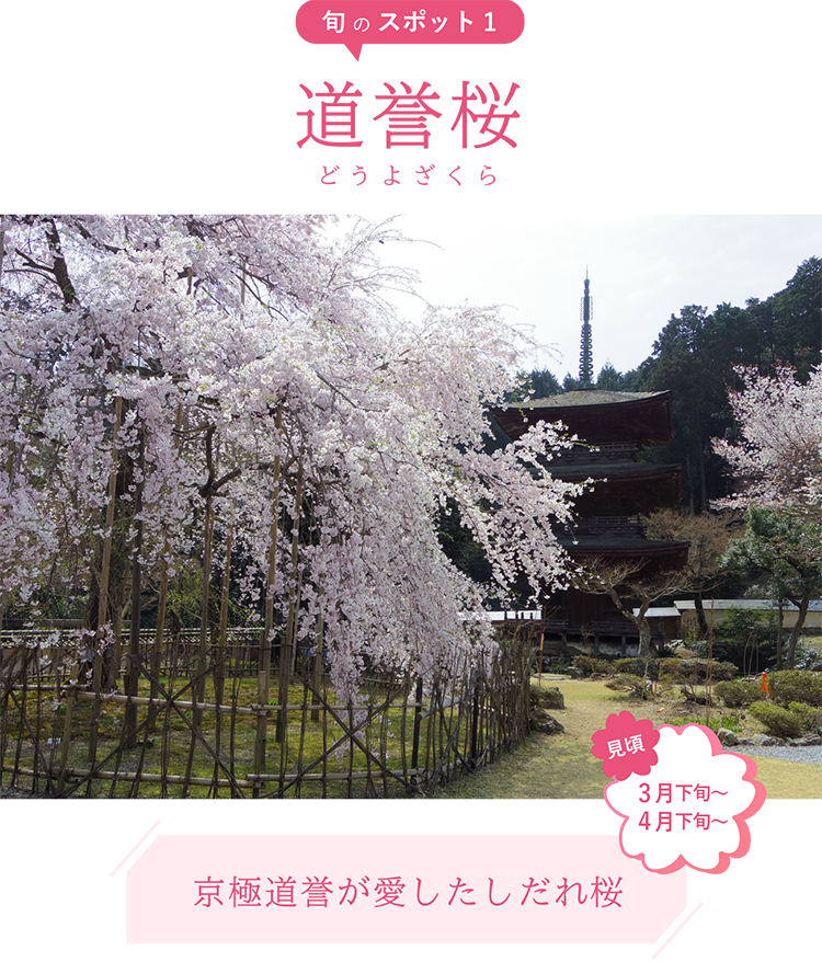 旬のスポット1 道誉桜