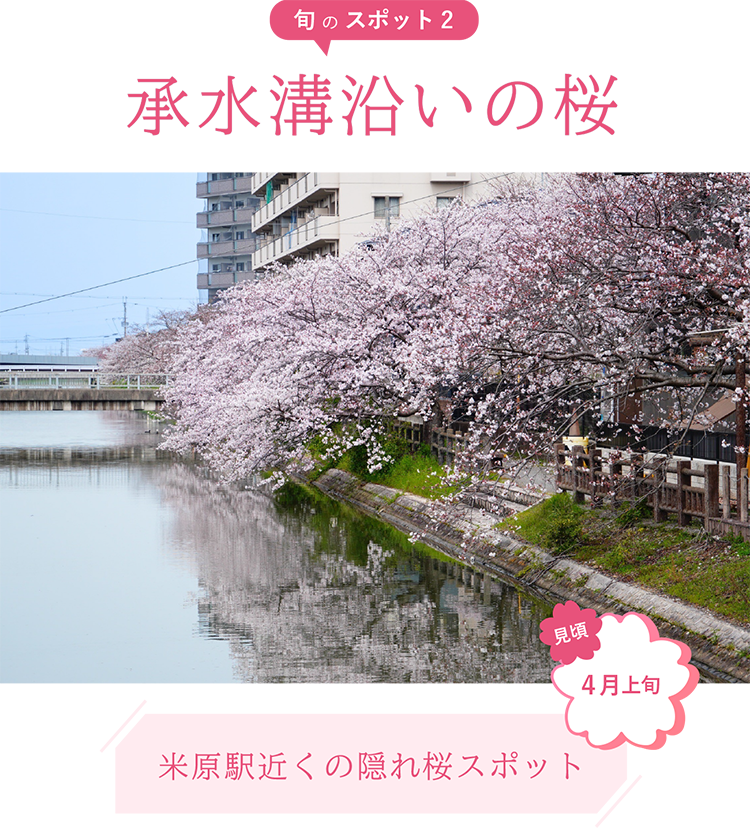 旬のスポット2 承水溝沿いの桜
