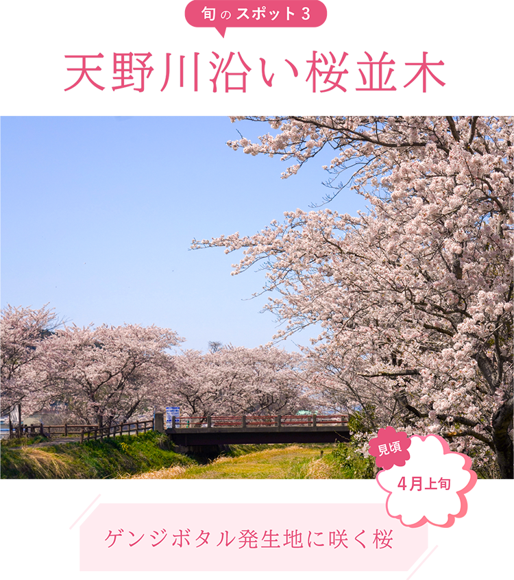 旬のスポット3 天野川沿い桜並木