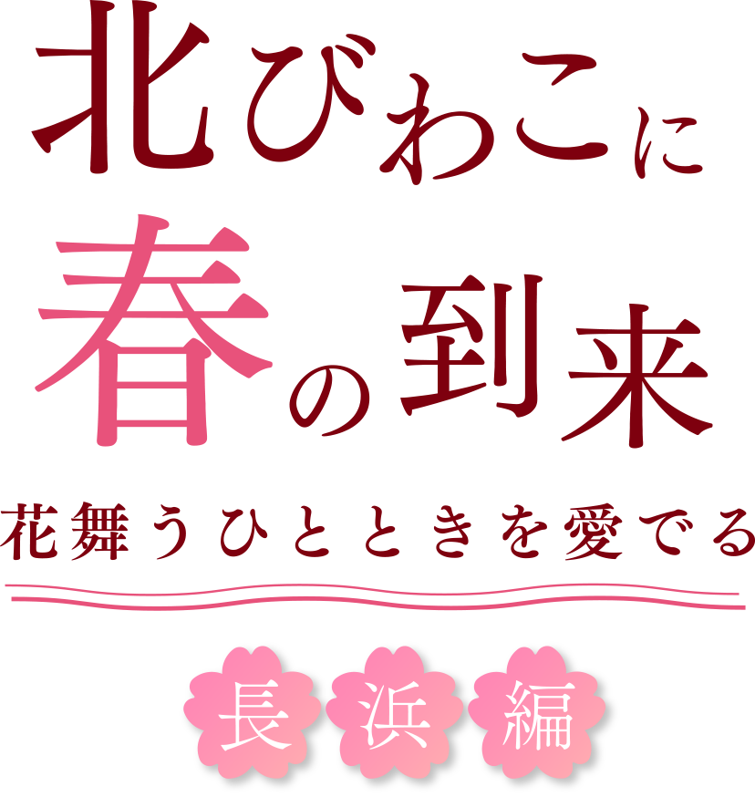 北びわこに春の到来 花舞うひとときを愛でる 長浜編 PC用の大きな画像
