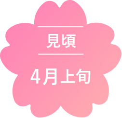 見頃4月上旬