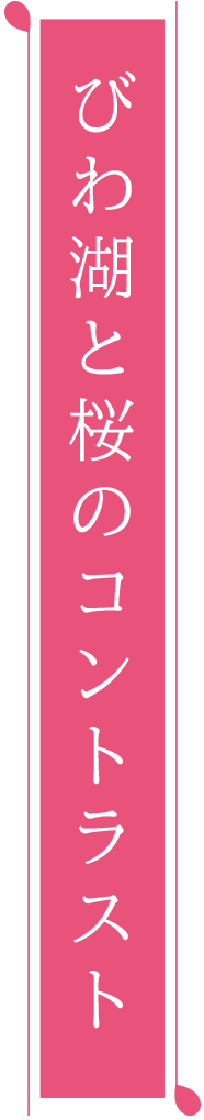 びわ湖と桜のコントラスト