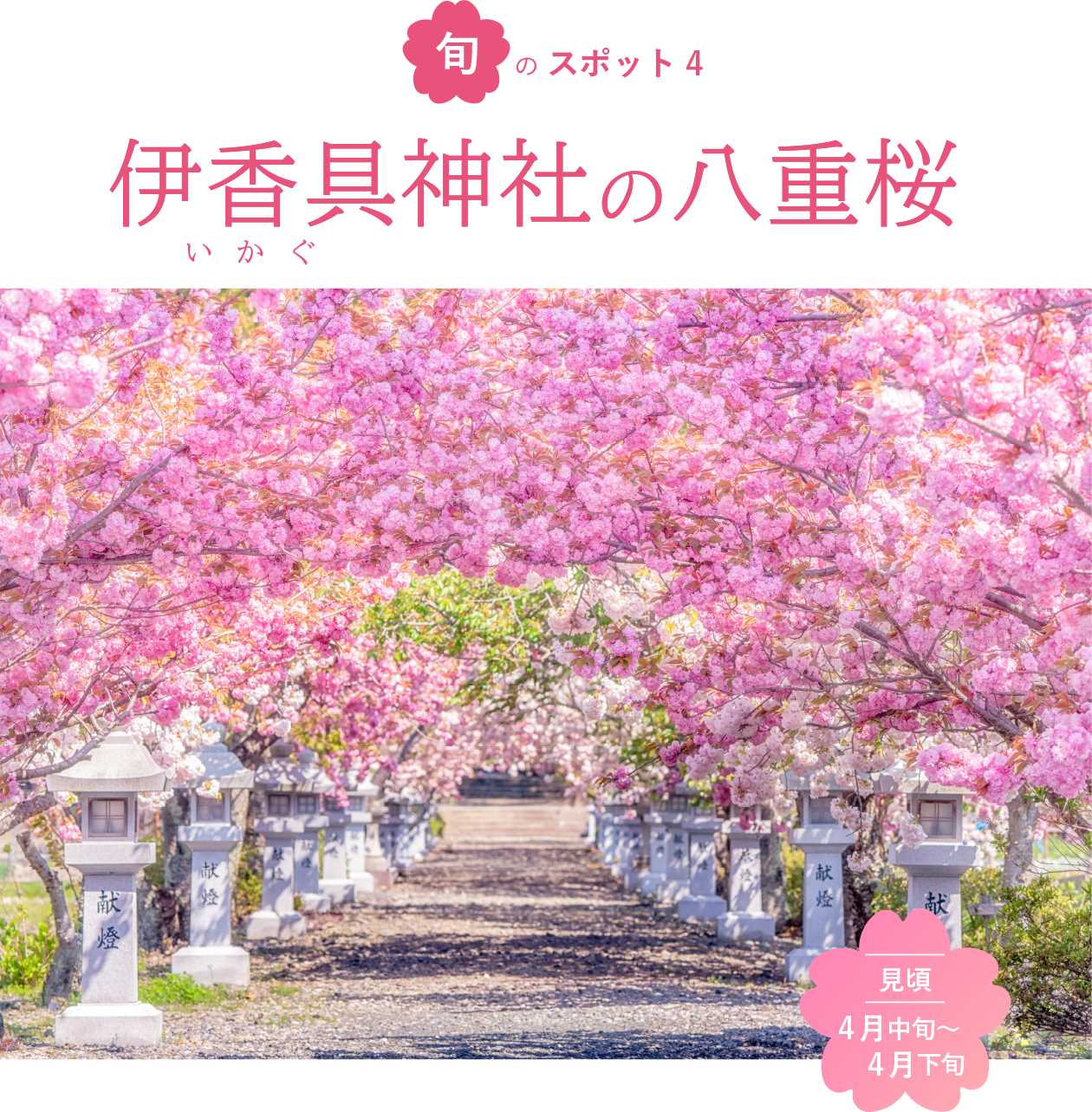 旬のスポット4 伊香具神社の八重桜