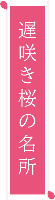 遅咲き桜の名所