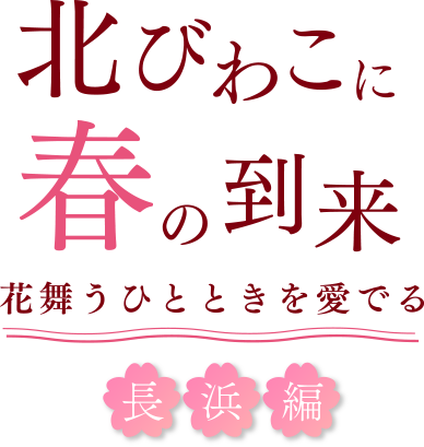 北びわこに春の到来 花舞うひとときを愛でる 長浜編 SP用の小さな画像