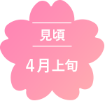 見頃4月上旬