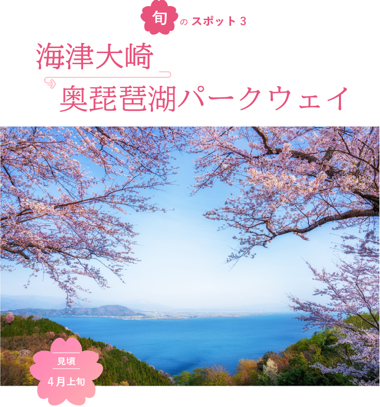 旬のスポット3 海津大崎 奥琵琶湖パークウェイ