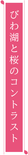 びわ湖と桜のコントラスト