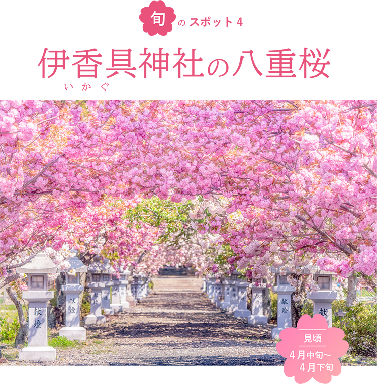 旬のスポット4 伊香具神社の八重桜