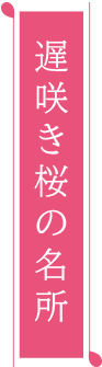 遅咲き桜の名所