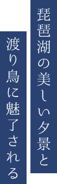 琵琶湖の美しい夕景と 渡り鳥に魅了される