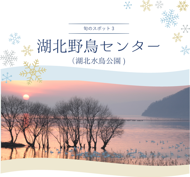 旬のスポット 湖北野鳥センター