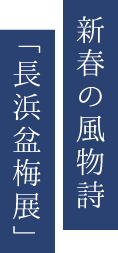 新春の風物詩 「長浜盆梅展」