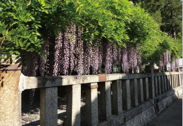 7.春日神社（世継）（かすがじんじゃ よつぎ）