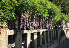 7.春日神社（世継）（かすがじんじゃ よつぎ）
