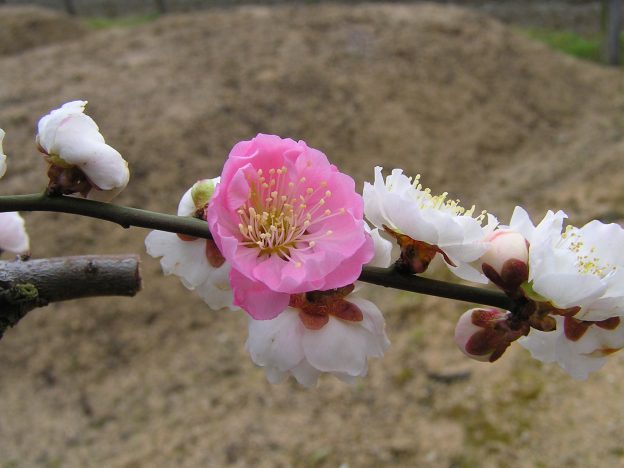 紅白咲き分ける『輪違い』。通称『思いのまま』
